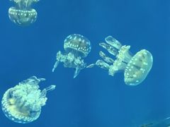 -福州罗源湾海洋世界旅游区