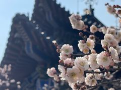 -梅花山(明孝陵内)