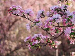 -海棠花溪(元大都城垣遗址公园)