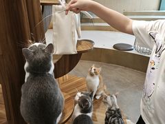 -飞行喵MR PILOT|猫舍·猫咖(静安大融城店)