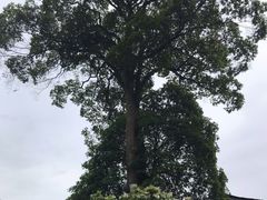 -寨沙侗寨(侗族歌堂)