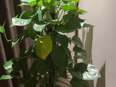 -淳SPA·精油按摩(蓝海御华大饭店)