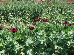 -国家植物园南园