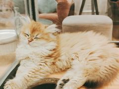 -袖虎·猫馆(体育西路店)