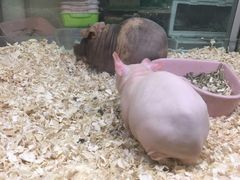 -藦茜花园宠物主题亲子互动体验馆(国顺东路店)