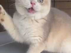 -猫十亿·布偶金渐层·曼基康矮脚猫舍(青年路店)