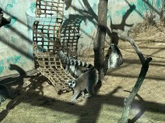 -青藏高原野生动物园