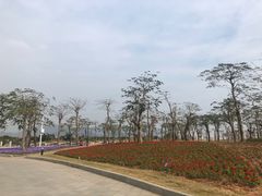 -芒洲湿地公园