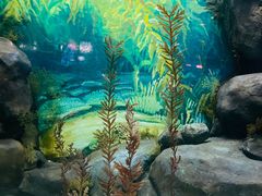 -上海海洋水族馆
