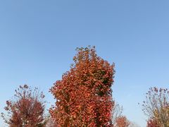 -南京枫彩漫城