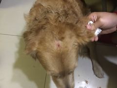 -美联众合动物医院·24h京西诊疗中心