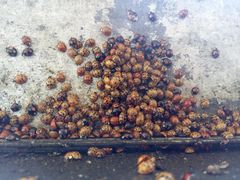 -北戴河圣蓝海洋公园