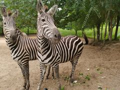 -北京野生动物园