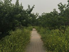 -御林古桑园