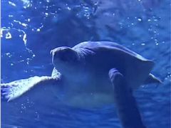 -多彩贵州城极地海洋世界