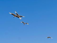 -盐城丹顶鹤湿地生态旅游区