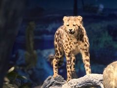 -国家自然博物馆