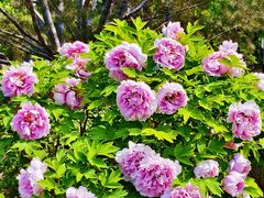 -莲花池公园