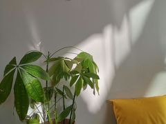 -五进制 Coffee Shop