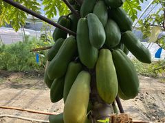 -亲兄弟真人CS团建拓展基地