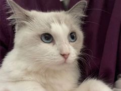 -宠颐生猫科·内科皮肤科(西平世纪城店)