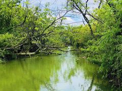 -上海吴淞炮台湾国家湿地公园