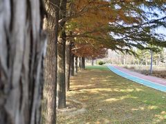 -羊亭河湿地公园