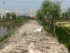 -同銮特种养殖场·龙虾垂钓