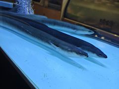 -味家烤肉烤鳗鱼牛排(西塔旗舰店)