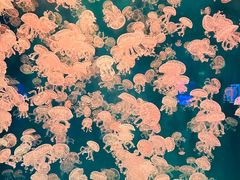 -郑州海洋馆