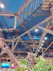 -卡通尼·Safari非洲探索乐园·生日会(金桥国际商业广场店)