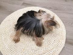 -浣熊柯尔鸭土拨鼠·电玩咖