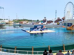 -秦皇岛乐岛海洋王国