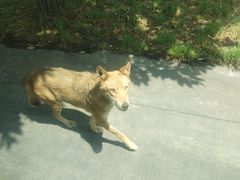 -西安秦岭野生动物园