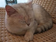 -喵屿·大理花园猫咖