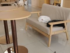 -鼓捣猫呢主题猫咖店