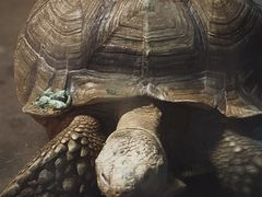 -上海野生动物园