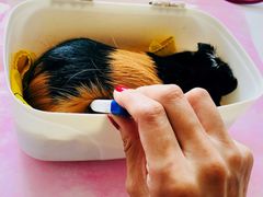 -北京观赏动物医院·24小时大型综合·猫专科·异宠专科