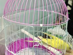 -曲阳花鸟市场(曲阳路店)