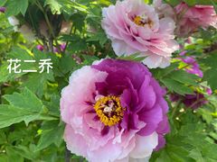 -洛阳市隋唐城遗址植物园