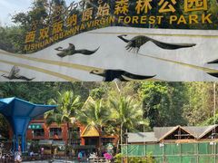 -西双版纳原始森林公园