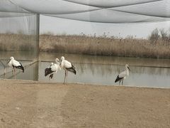 -盐城丹顶鹤湿地生态旅游区