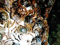 -欢乐牧场海鲜烤肉自助(牡丹园店)