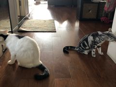 -瑞派·关忠动物医院·异宠专科·犬猫肿瘤·皮肤专科(望京店)