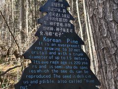 -五营红松林海景区