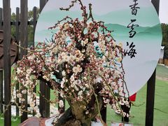 -香雪海