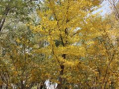 -长白岛森林公园