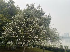 -海珠湖公园