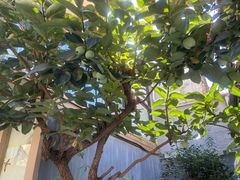 -后海16号·北京私房菜