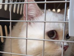 -宠颐生汉谟拉比宠物医院